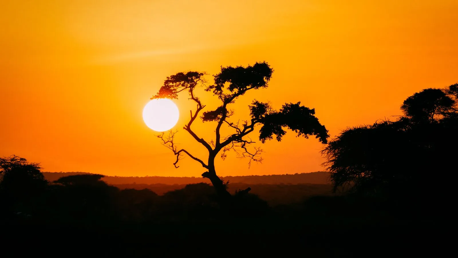 Beautiful African landscape featuring a silhouetted tree against a stunning orange sunset.