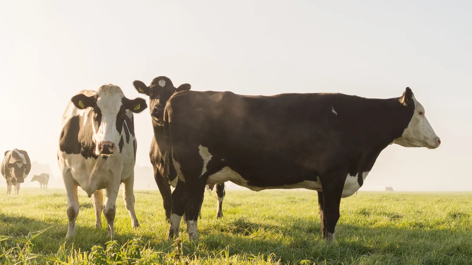 Sunlit scene of Holstein cows grazing in a green, rural pasture.