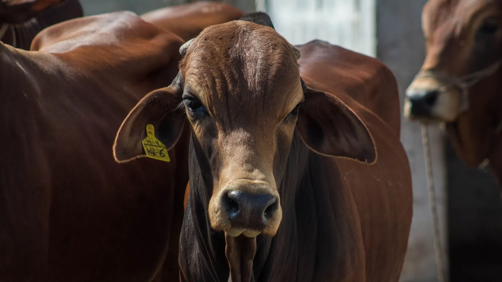 Detailed view of Brahman cattle on a farm, showcasing their distinctive features.