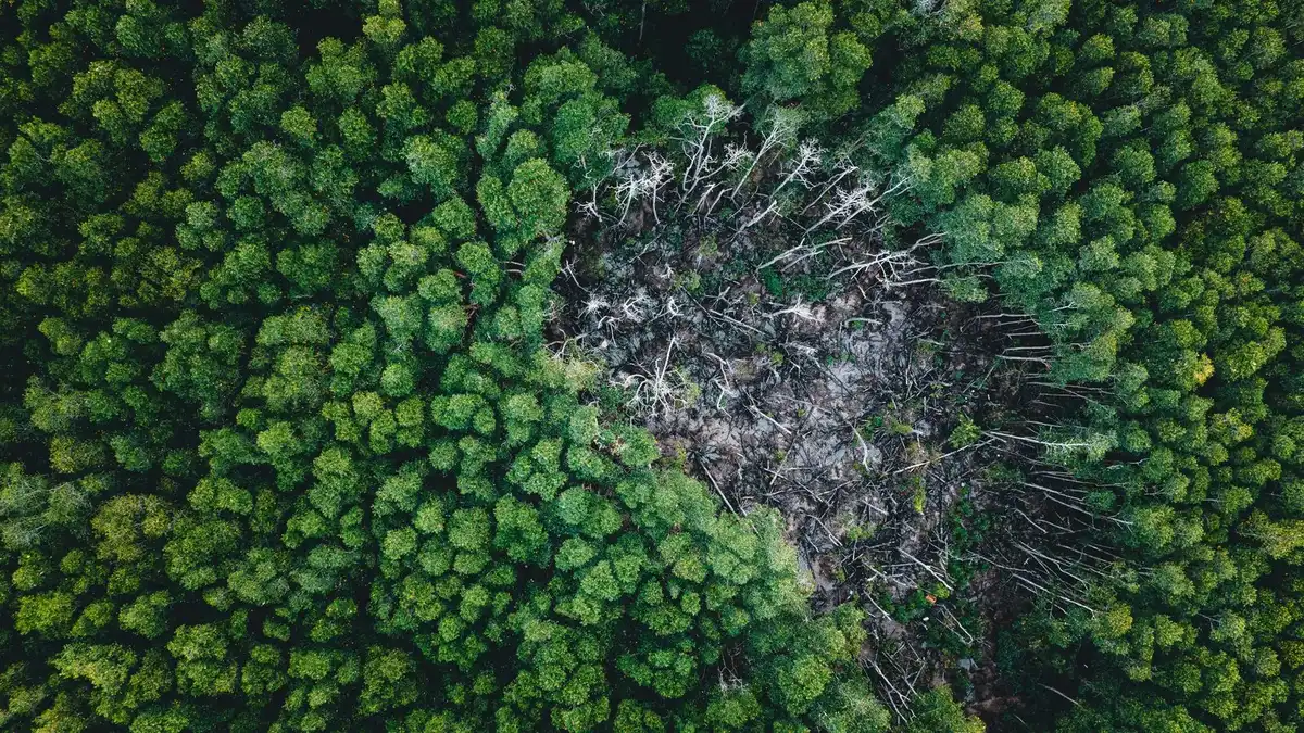 Drone shot capturing a lush green forest surrounding a distinct deforested patch, highlighting ecological impact.