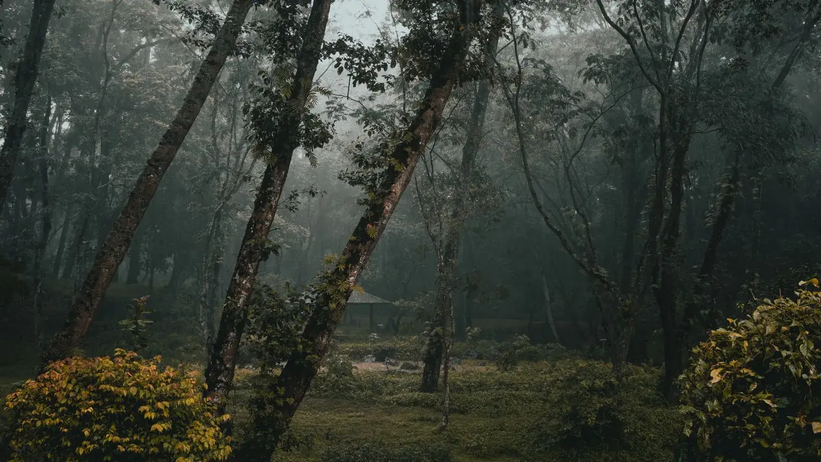 A serene misty forest scene at dawn, showcasing tall trees and lush greenery.