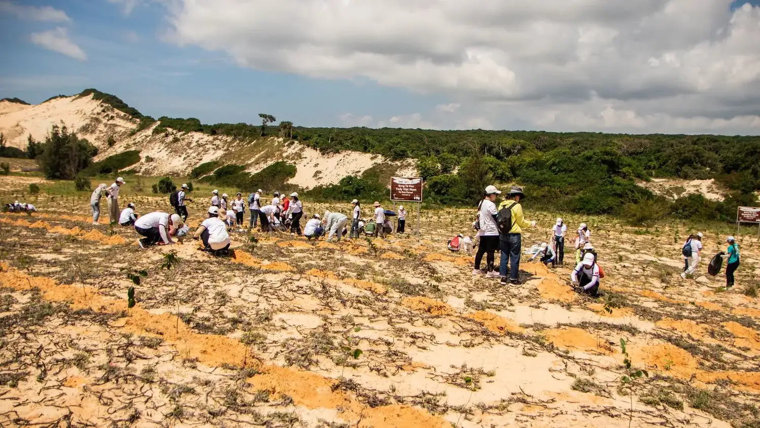 Group of volunteers participating in a tree planting event on sandy terrain in Phan Thiết, Vietnam.