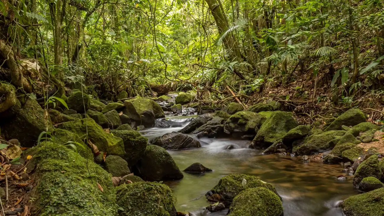 Serene stream flowing through a lush, green forest with moss-covered rocks and vibrant foliage.