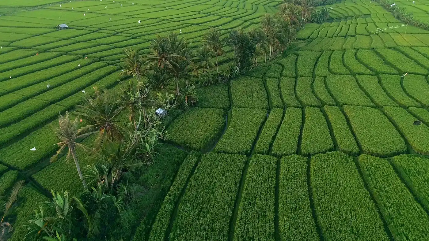 Beautiful aerial view of lush green rice terraces with coconut trees in the countryside.