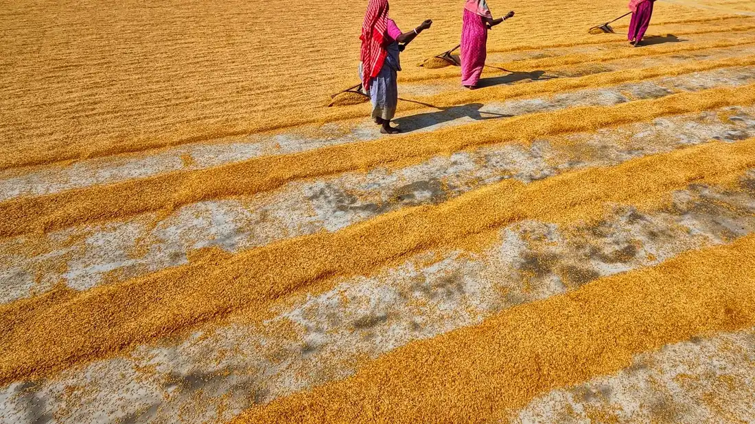 Women working in a rice paddy field in Habra, India, spreading grains under the sun.