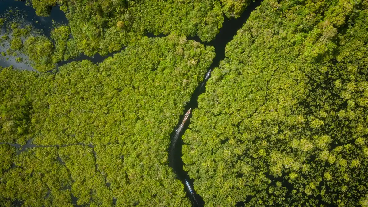 A breathtaking aerial shot of the lush rainforest canopy in Central Kalimantan, Indonesia.