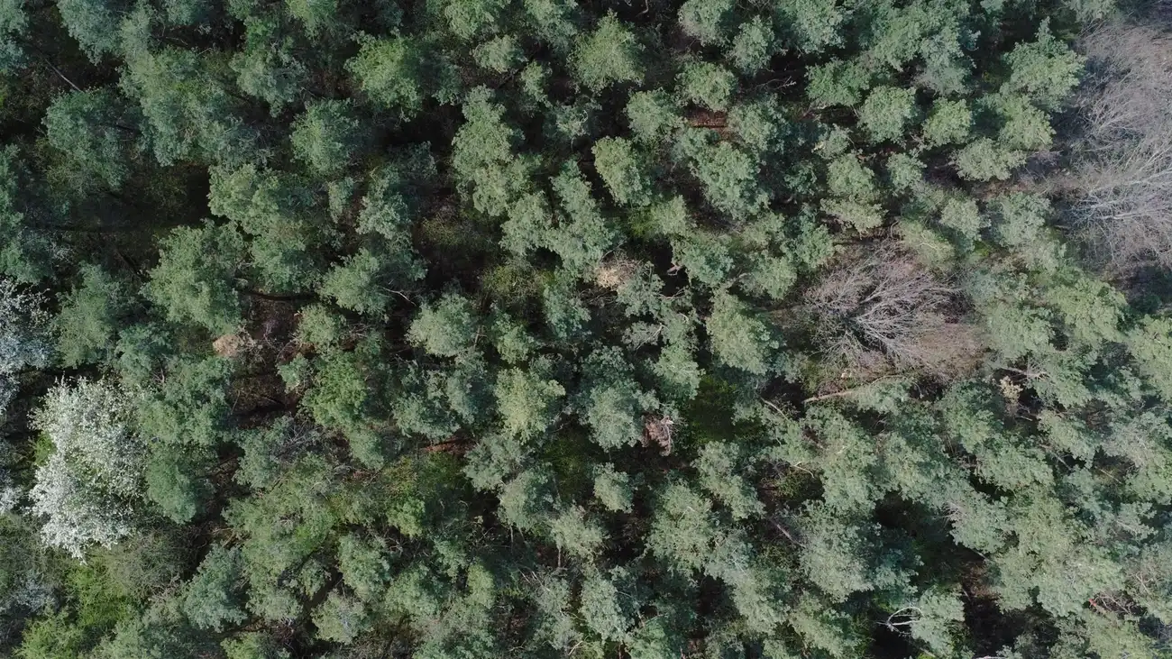 A captivating aerial view of a dense pine forest with lush green canopy.