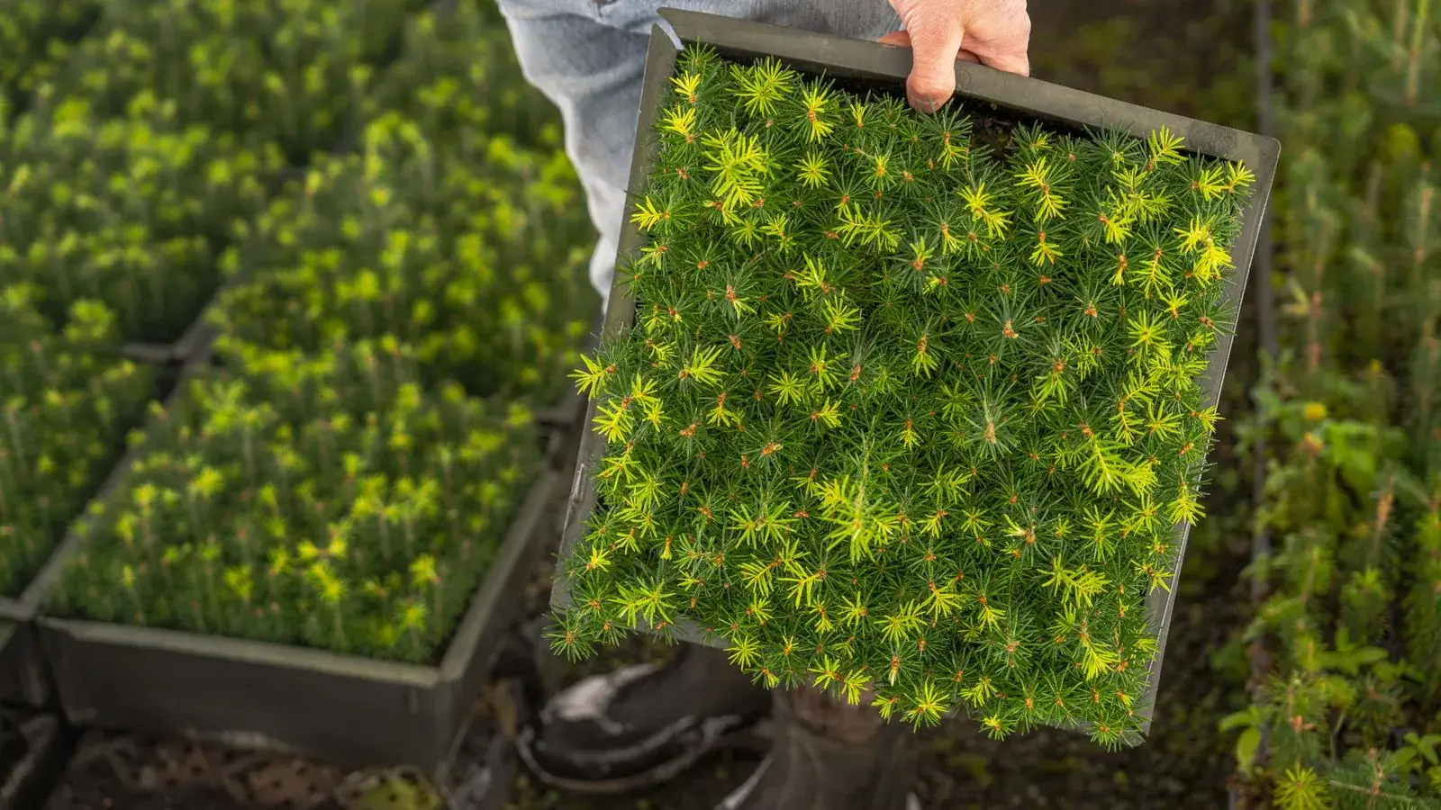 Close-up of a person holding a tray filled with young pine seedlings in a nursery.