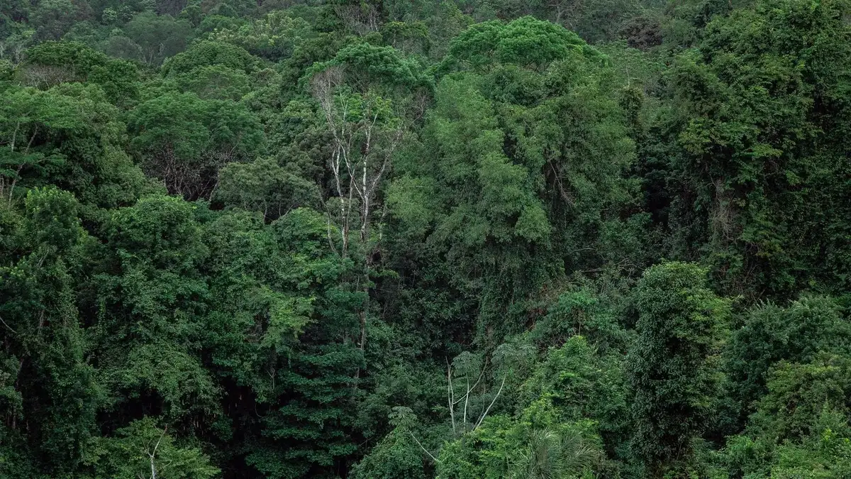 Breathtaking aerial view of lush, dense tropical rainforest with vibrant greenery.