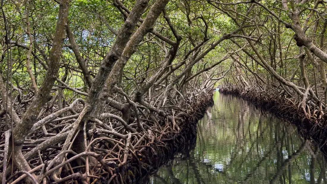 Explore the tranquil beauty of a mangrove tunnel in Roatan, Honduras, with serene reflections.